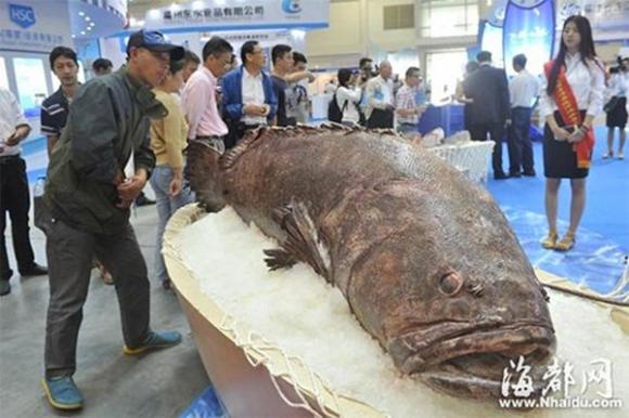 Cá mú,cá mú khổng lồ,bắt được cá mú khổng lồ nặng 190kg