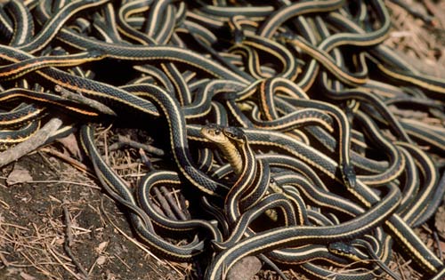 Con rắn,phát hiện 102 con rắn trong căn nhà ở Canada