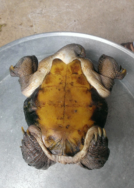 Con rùa,con rùa siêu dị,phát hiện con rùa “siêu dị” ở Tiền Giang