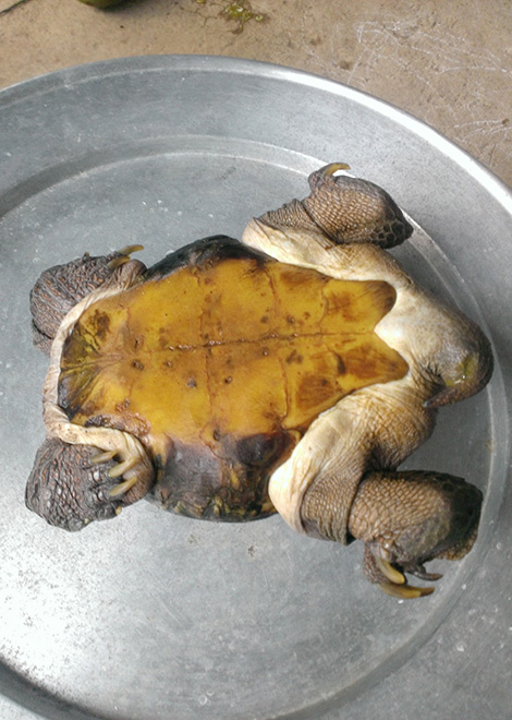 Con rùa,con rùa siêu dị,phát hiện con rùa “siêu dị” ở Tiền Giang