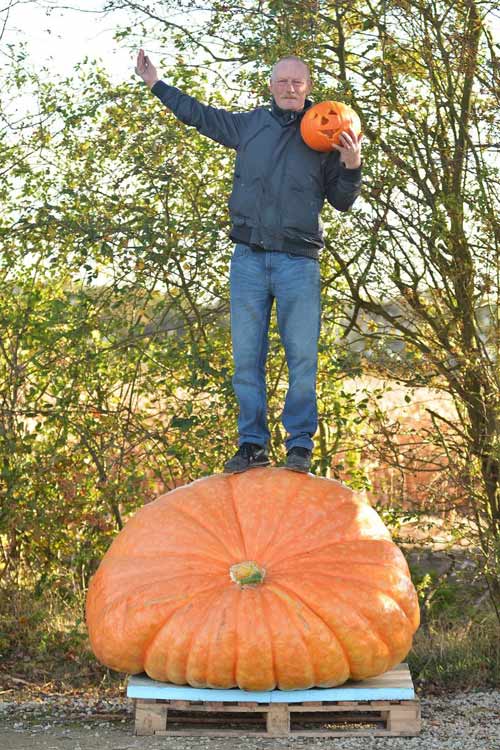 Bí ngô,quả bí ngô Halloween khổng lồ nặng 464kg