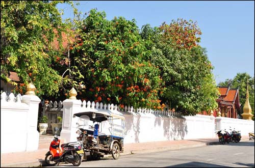 Du lịch,du lịch Lào,du lịch Luang Prabang, mùa hoa vô ưu nở
