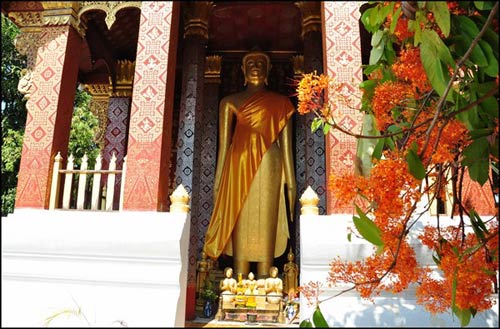 Du lịch,du lịch Lào,du lịch Luang Prabang, mùa hoa vô ưu nở