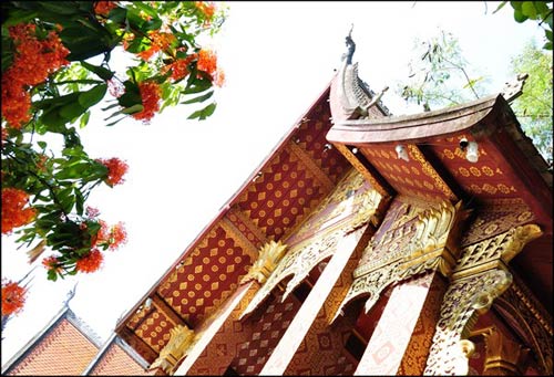 Du lịch,du lịch Lào,du lịch Luang Prabang, mùa hoa vô ưu nở