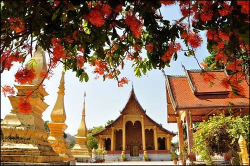 Du lịch,du lịch Lào,du lịch Luang Prabang, mùa hoa vô ưu nở
