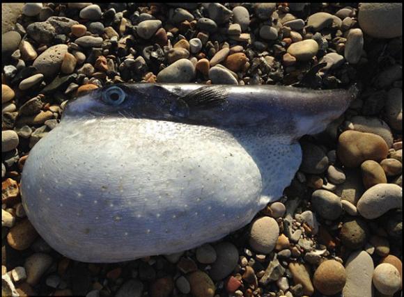 cá nóc,cá nóc cực độc,cá nóc cực độc, hình dạng kỳ dị tại bờ biển Anh