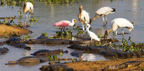 Đầm lầy nước ngọt lớn nhất thế giới, Đầm lầy Pantanal, Du lịch Brazil