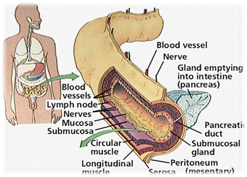Đái tháo đường, Triệu chứng đái tháo đường, Điều trị đái tháo đường, Insuvita, Vitaestra