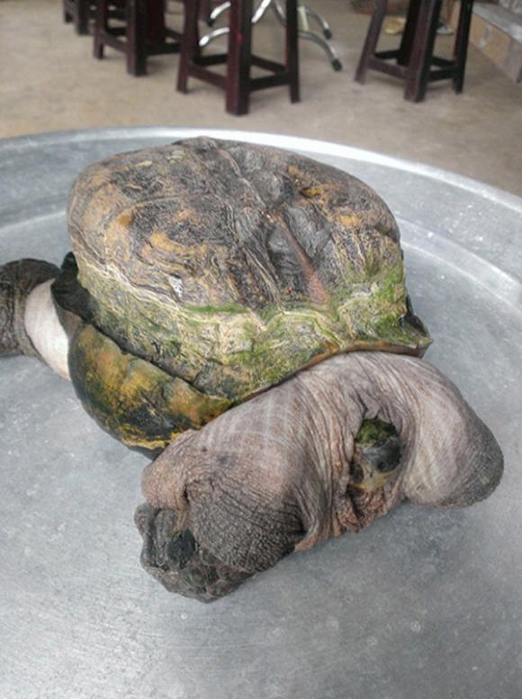 Con rùa,4 con rùa hình dáng kỳ lạ từng gây xôn xao dư luận