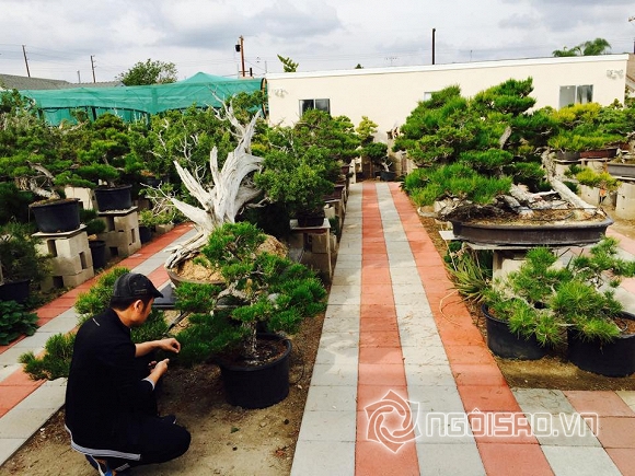 Bằng Kiều, Dương Mỹ Linh, sao Việt, sao Việt, vườn bonsai của Bằng Kiều