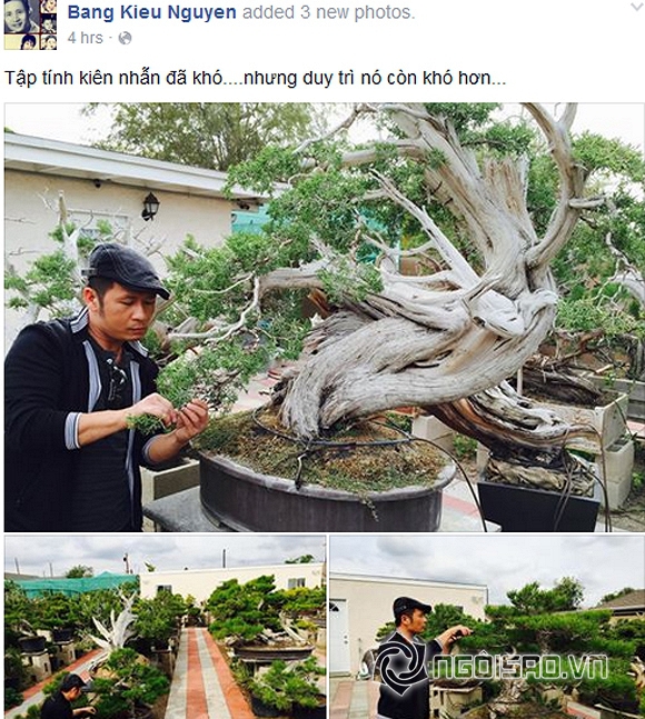 Bằng Kiều, Dương Mỹ Linh, sao Việt, sao Việt, vườn bonsai của Bằng Kiều