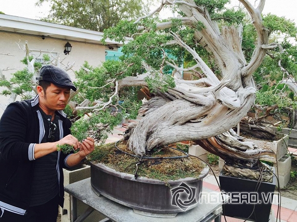 Bằng Kiều, Dương Mỹ Linh, sao Việt, sao Việt, vườn bonsai của Bằng Kiều