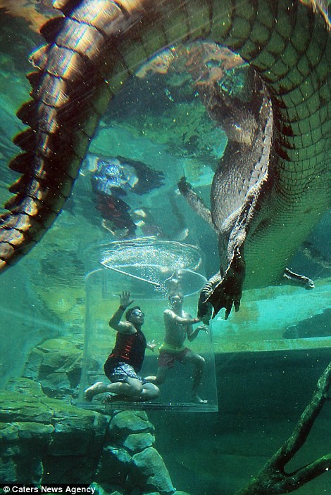 Cá sấu,cá sấu khổng lồ,thử cảm giác thót tim cùng cá sấu khổng lồ