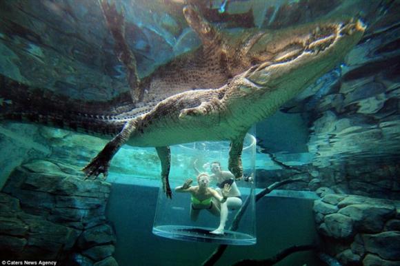 Cá sấu,cá sấu khổng lồ,thử cảm giác thót tim cùng cá sấu khổng lồ