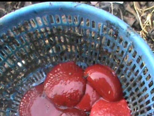 Dòi,dòi lúc nhúc,dòi lúc nhúc khu mổ gia cầm,gia cầm trái phép