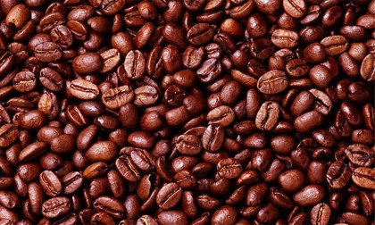 Cà phê,thu hoạch cà phê,cà phê rớt giá
