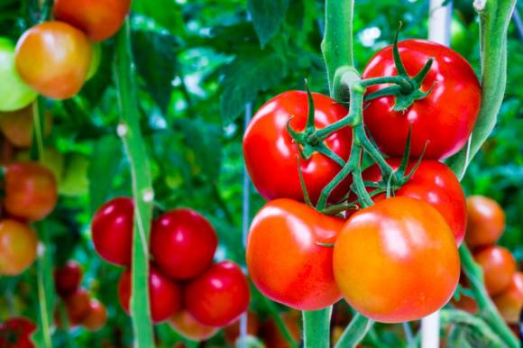 Cà chua, Chế độ ăn uống, Bí quyết khỏe mạnh