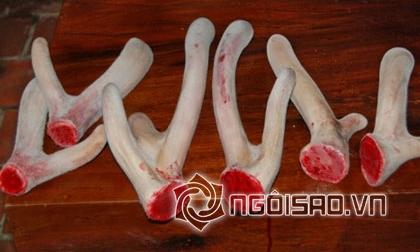 “Những kẻ cắn móng tay”, Nail Biters, sao Việt ung hộ chiến dịch bảo vệ tê giác, nghệ sĩ việt với chiến dịch cắn móng tay