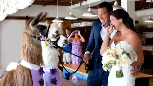 Động vật,động vật là khách mời,khách mời đám cưới