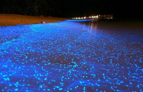 Du lịch Maldives,Bãi biển phát sáng,Du lịch biển