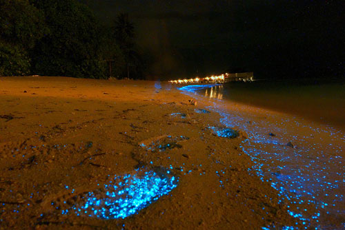 Du lịch Maldives,Bãi biển phát sáng,Du lịch biển