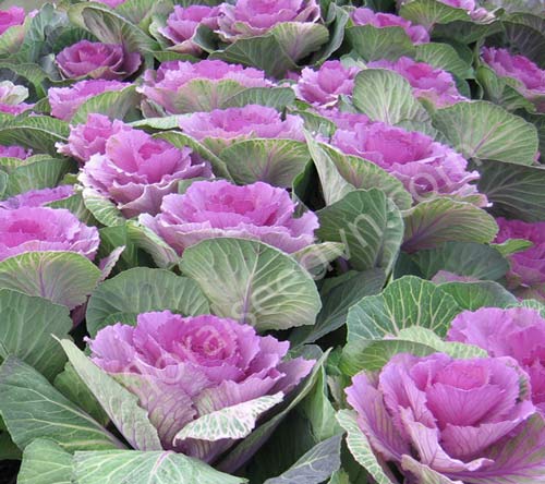 Giữ dáng,Vòng eo đẹp,Thực phẩm tốt cho vòng 2,Bí quyết làm đẹp
