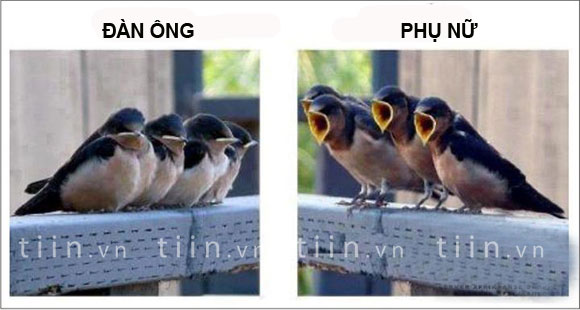 Ảnh vui,ảnh chế,hài hước,ảnh tếu,Ảnh hài hước