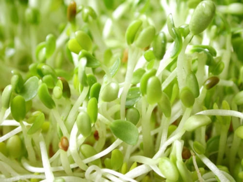 Những bí quyết làm đẹp từ thiên nhiên