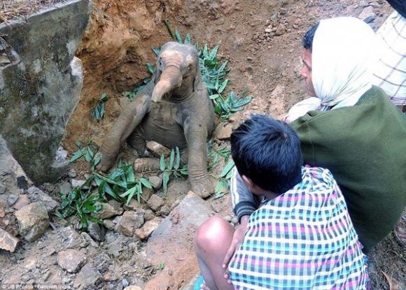 Những cuộc giải cứu động vật siêu đẳng
