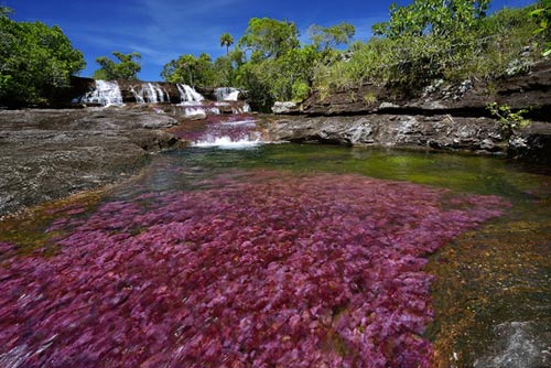 Sông Cano Cristales,Công viên quốc gia Macarena,Địa danh du lịch