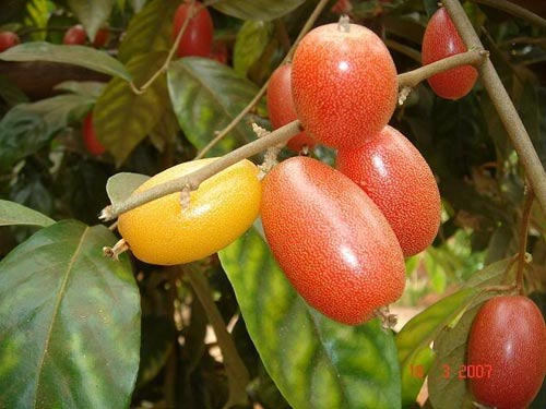 Công dụng của quả nhót,bệnh tiêu chảy,Trị ho