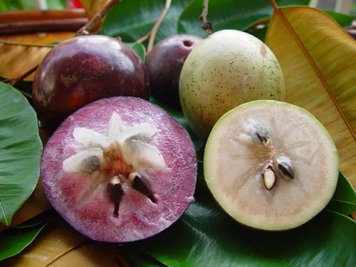 vú sữa,vú sữa tốt cho bà bầu