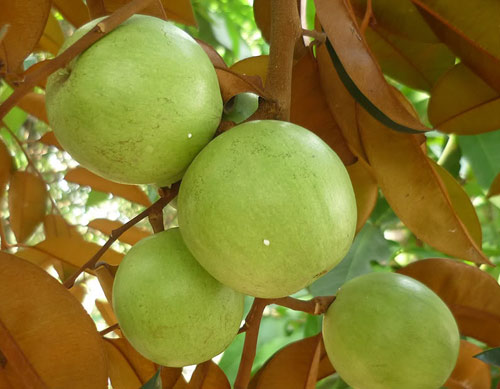 vú sữa,vú sữa tốt cho bà bầu