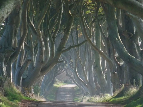 Du lịch Bắc Ireland,Đường cây Dark Hedges,Địa danh du lịch