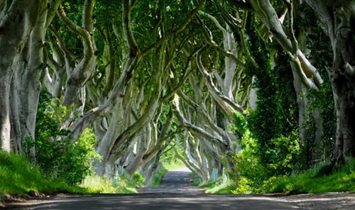 Du lịch Bắc Ireland,Đường cây Dark Hedges,Địa danh du lịch