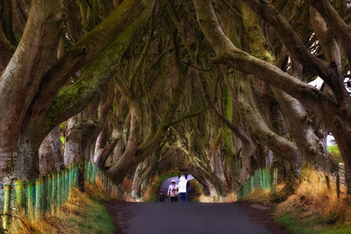 Du lịch Bắc Ireland,Đường cây Dark Hedges,Địa danh du lịch