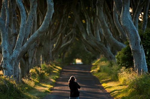 Du lịch Bắc Ireland,Đường cây Dark Hedges,Địa danh du lịch