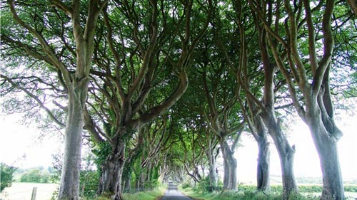 Du lịch Bắc Ireland,Đường cây Dark Hedges,Địa danh du lịch