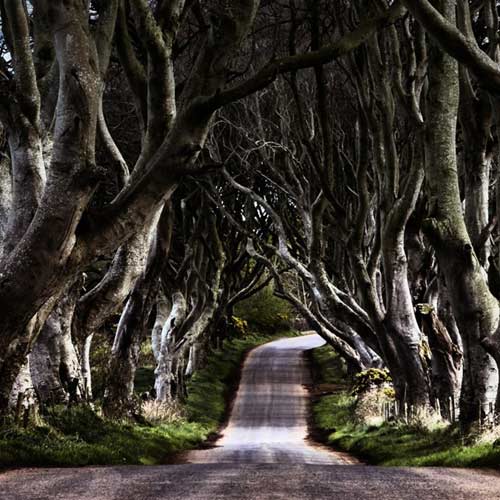 Du lịch Bắc Ireland,Đường cây Dark Hedges,Địa danh du lịch