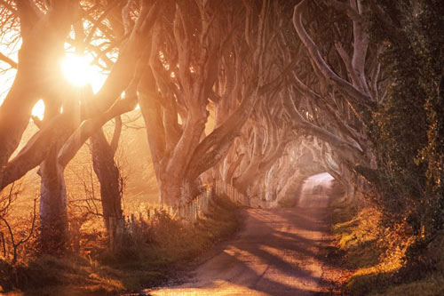 Du lịch Bắc Ireland,Đường cây Dark Hedges,Địa danh du lịch