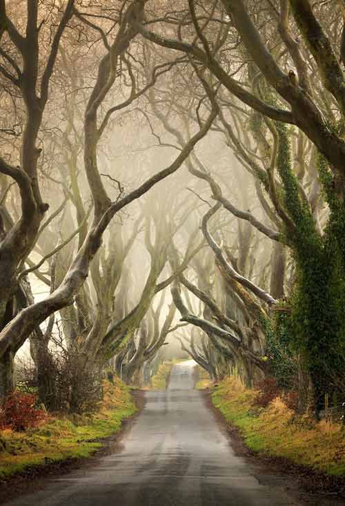 Du lịch Bắc Ireland,Đường cây Dark Hedges,Địa danh du lịch