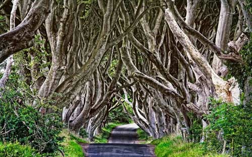 Du lịch Bắc Ireland,Đường cây Dark Hedges,Địa danh du lịch