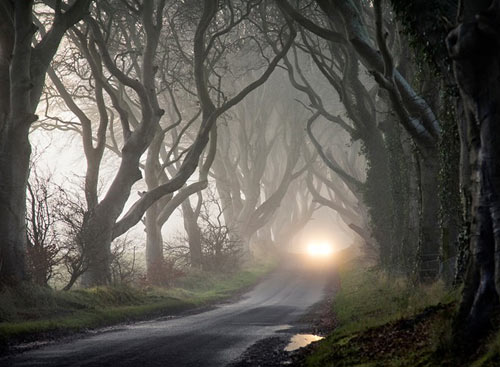 Du lịch Bắc Ireland,Đường cây Dark Hedges,Địa danh du lịch
