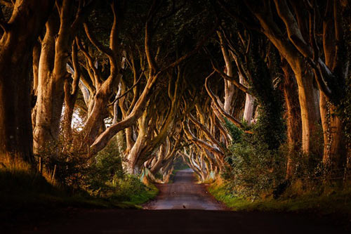 Du lịch Bắc Ireland,Đường cây Dark Hedges,Địa danh du lịch