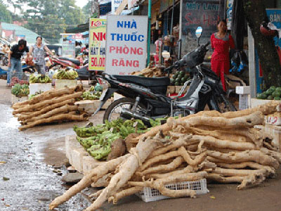 Mật nhân,Chống sơ gan,Thuốc tốt cho chuyện phòng the