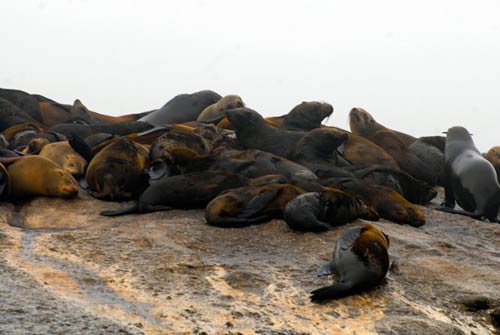Đị danh du lịch,Thiên đường của động vật,Đảo Tashirojima,Đảo ngựa