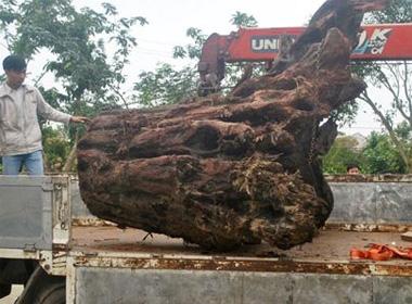 Gốc cây,gốc cây xưa gây xôn xao với trọng lượng khủng