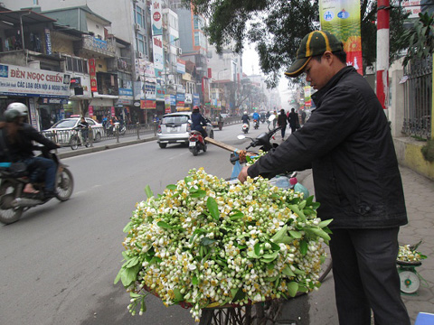 chơi hoa bưởi,hoa bưởi,đắt hàng hoa bưởi