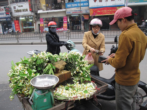 chơi hoa bưởi,hoa bưởi,đắt hàng hoa bưởi