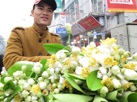 chơi hoa bưởi,hoa bưởi,đắt hàng hoa bưởi